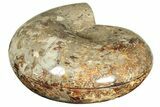 Cut Ammonite Fossil From Madagascar - Crystal Pockets! #207125-10